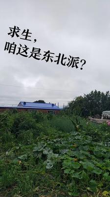 求生競賽，咱這是東北派？